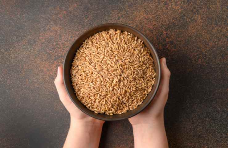 piatto di farro