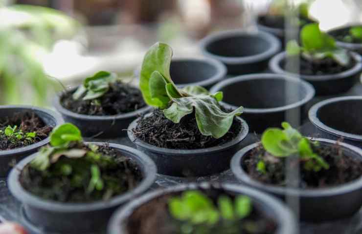 vasetti neri con piantine