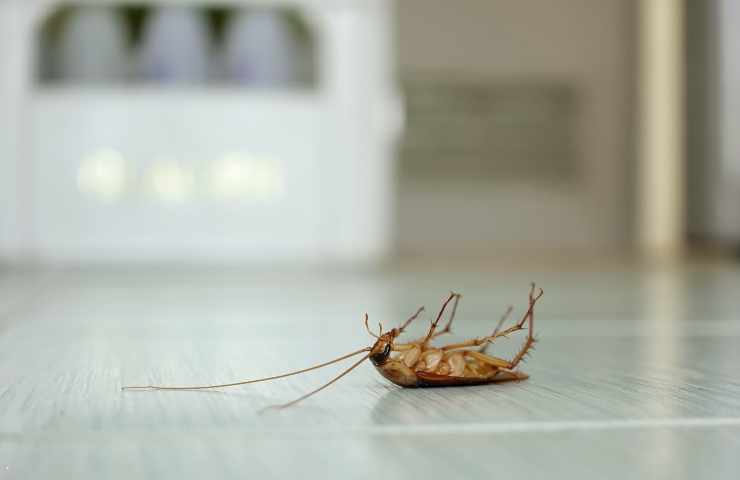 scarafaggio sul pavimento